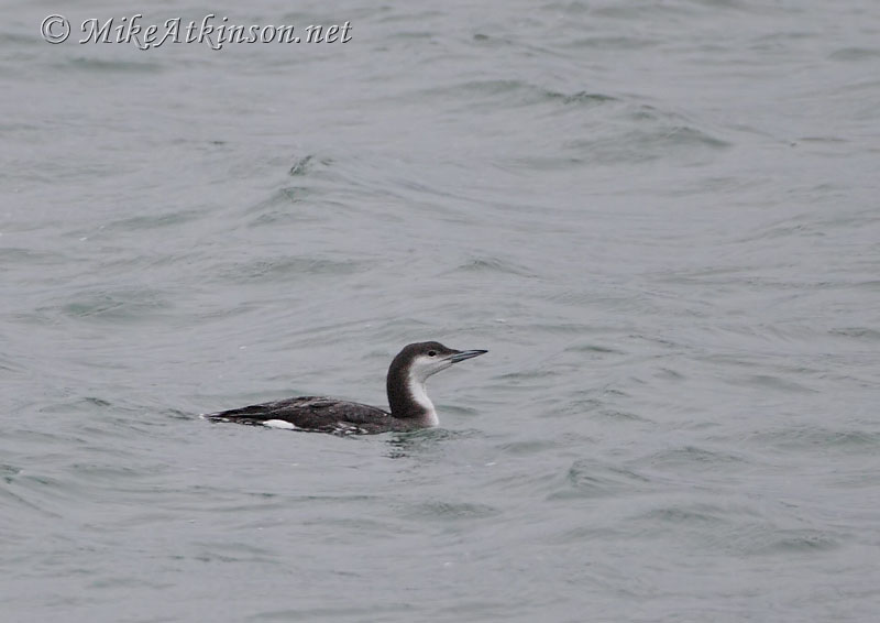 Black-throated Diver