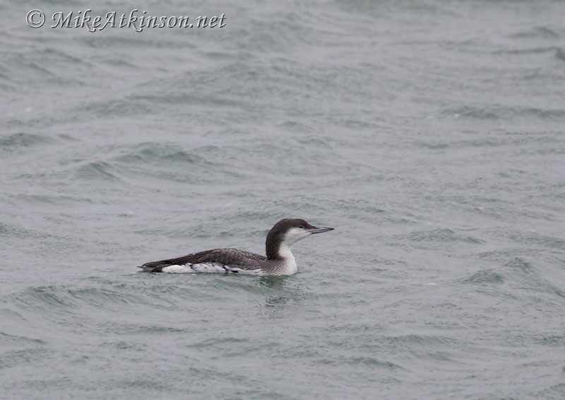 Black-throated Diver