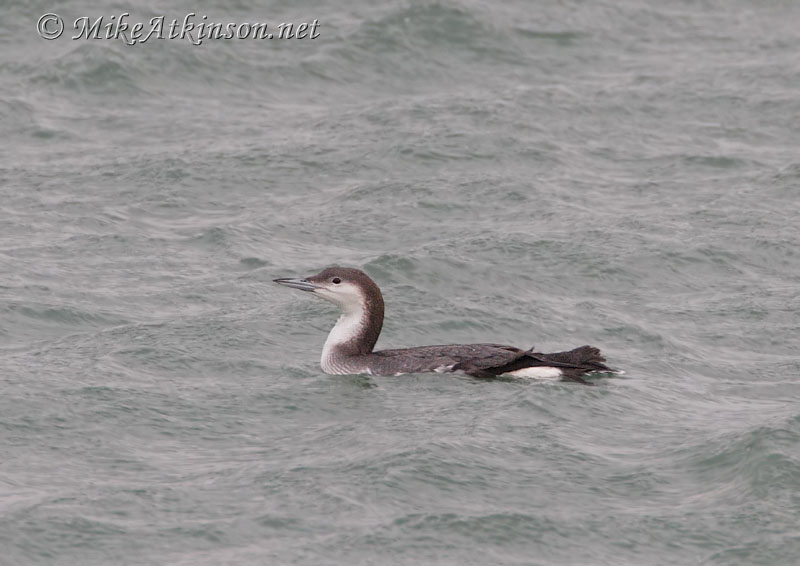 Black-throated Diver