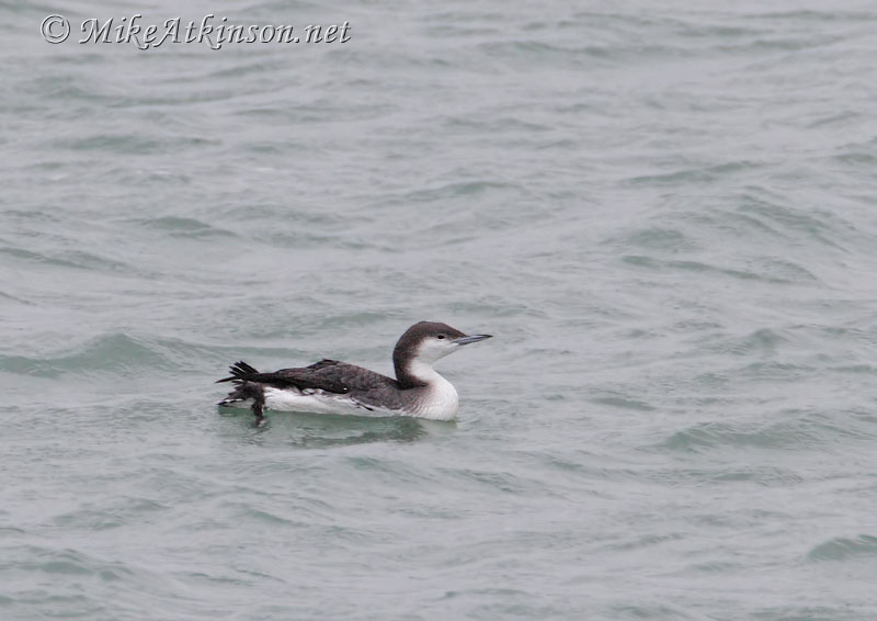 Black-throated Diver