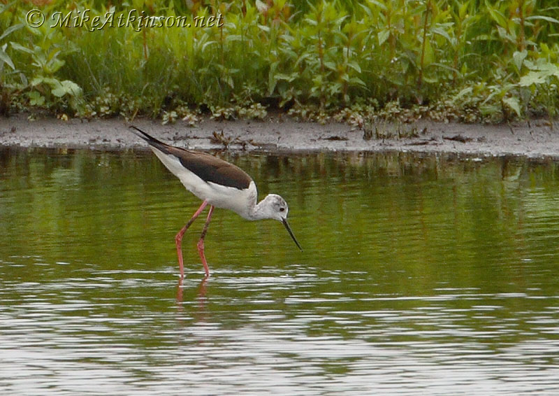 Black-winged Stilt