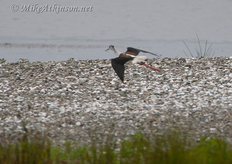 Black-winged Stilt