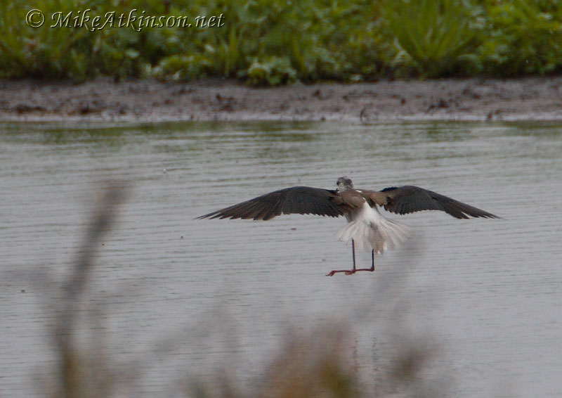 Black-winged Stilt