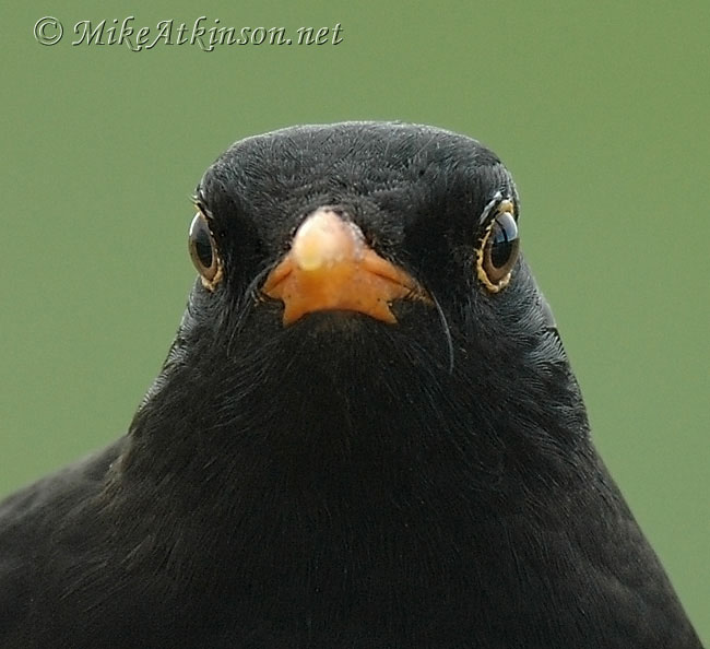 Blackbird