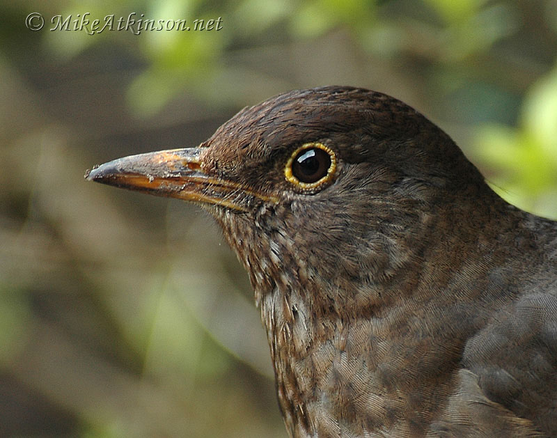 Blackbird