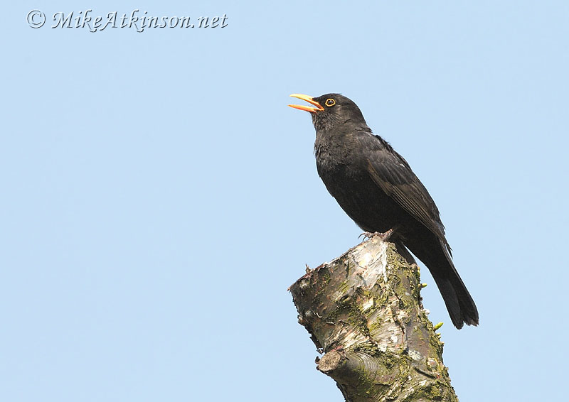 Blackbird