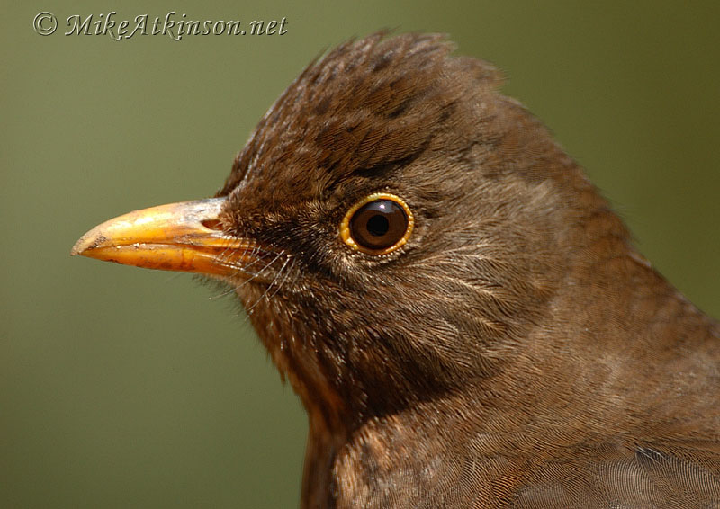 Blackbird