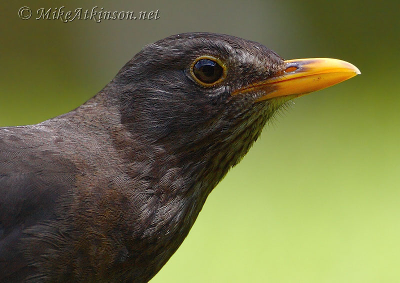 Blackbird