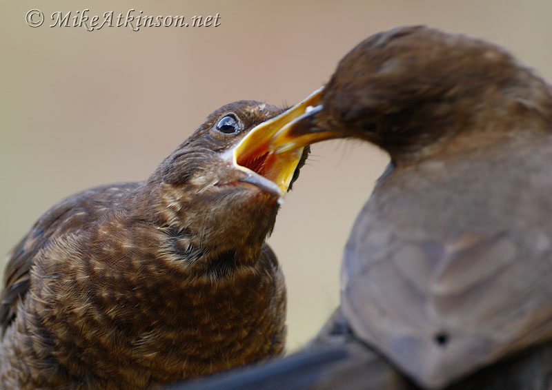 Blackbird
