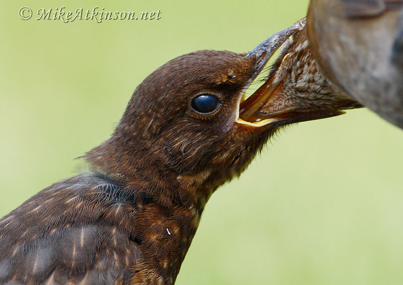 Blackbird