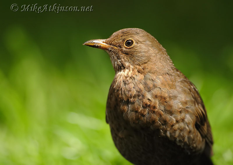 Blackbird