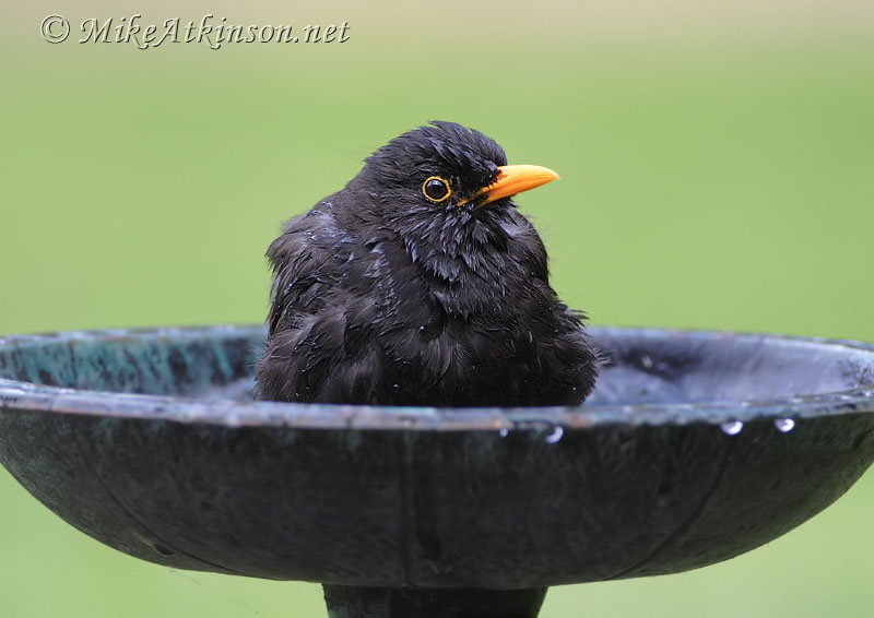 Blackbird