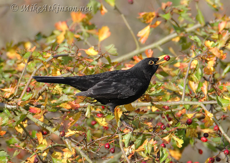 Blackbird