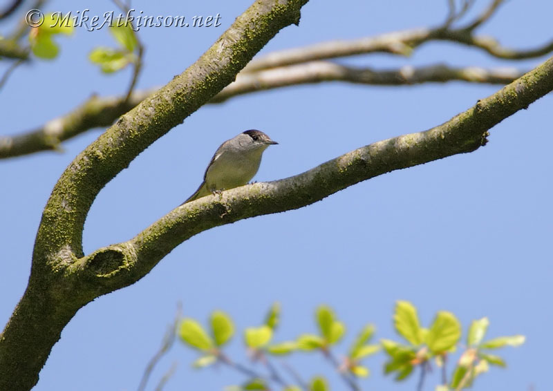 Blackcap