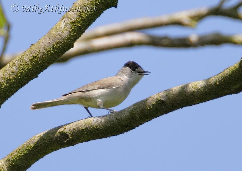 Blackcap