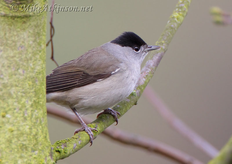 Blackcap