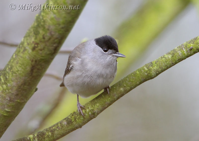 Blackcap