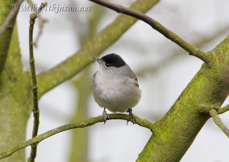 Blackcap