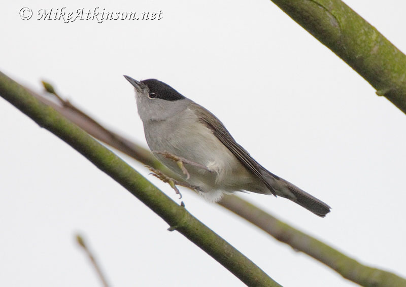 Blackcap
