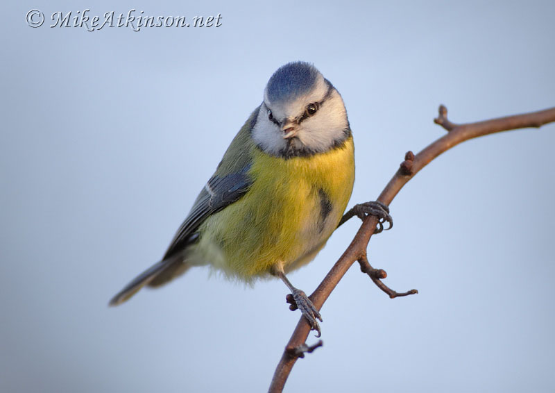 Blue Tit
