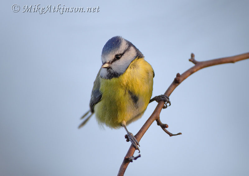 Blue Tit