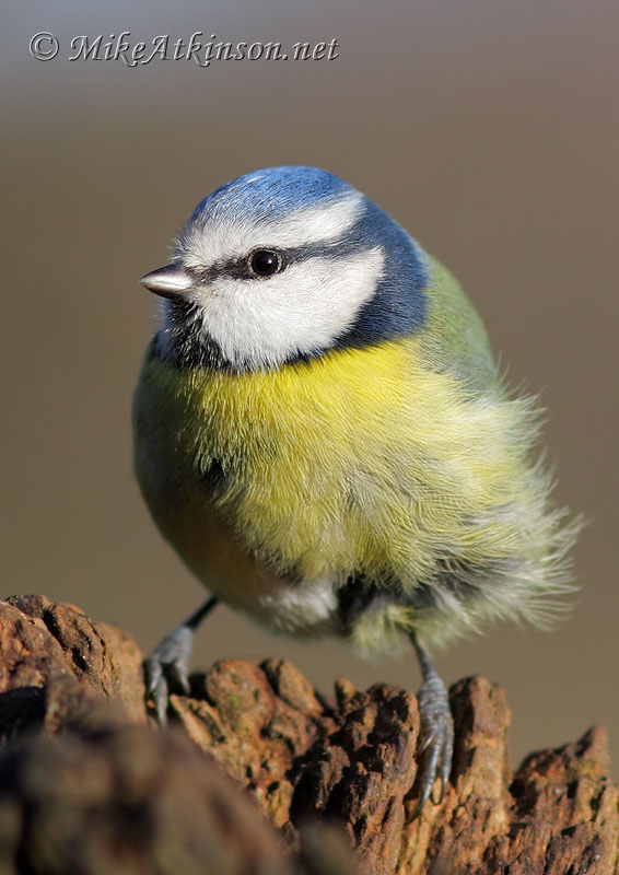 Blue Tit