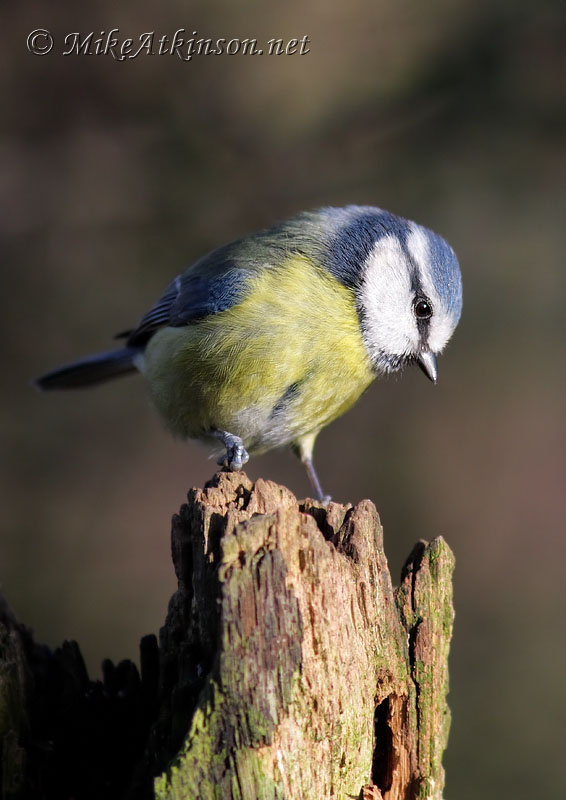 Blue Tit