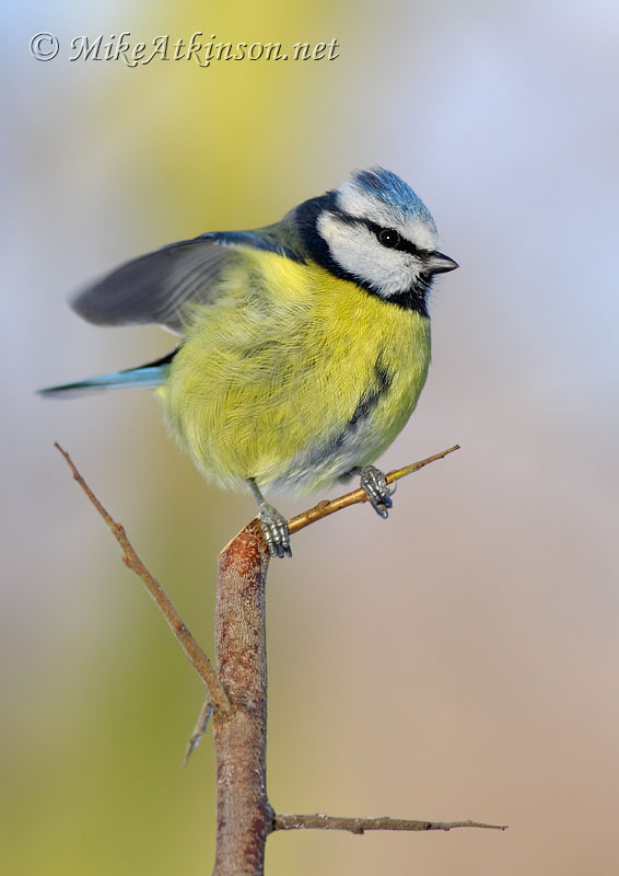 Blue Tit