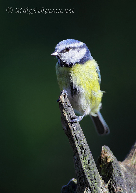 Blue Tit