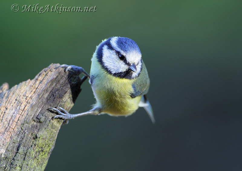 Blue Tit