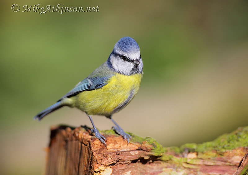 Blue Tit