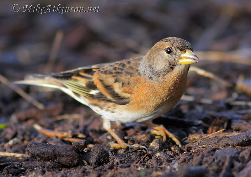 Brambling