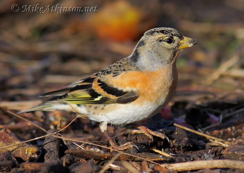 Brambling