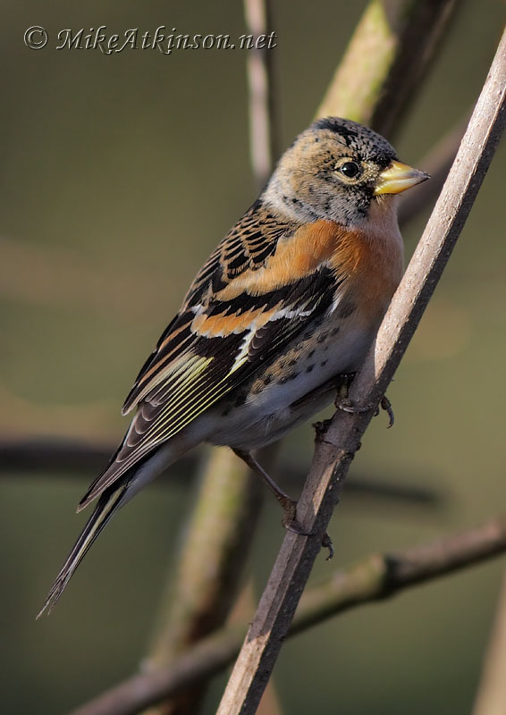 Brambling