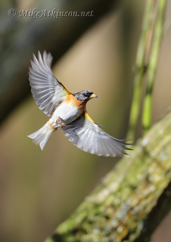 Brambling