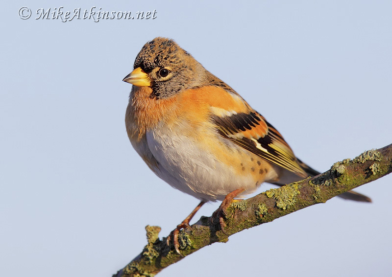 Brambling