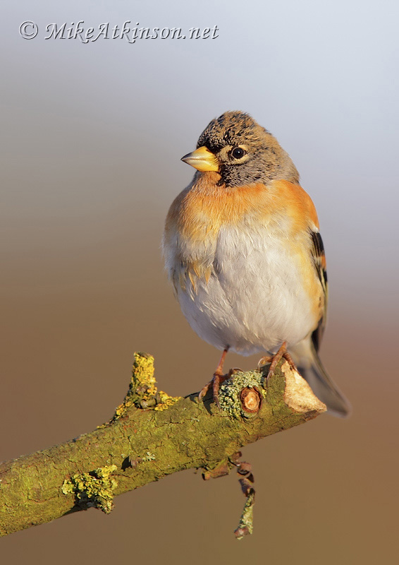 Brambling