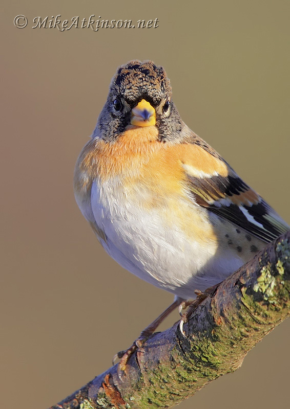 Brambling