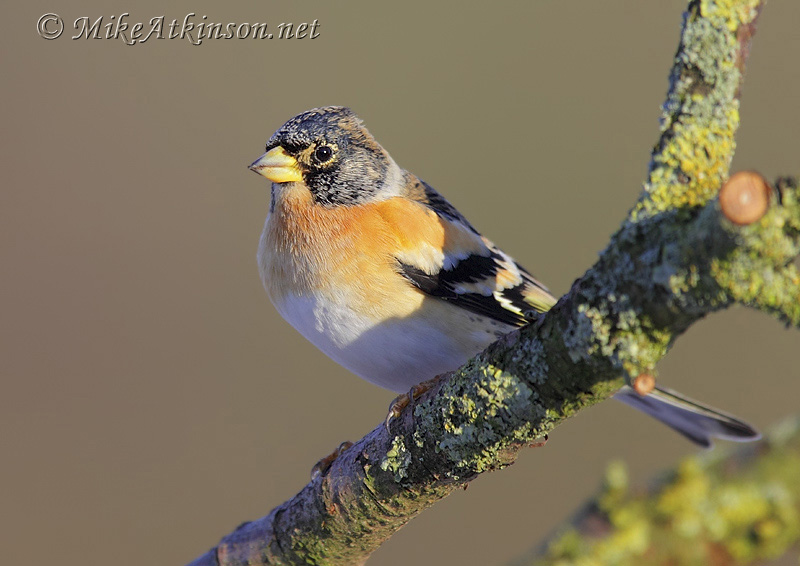 Brambling