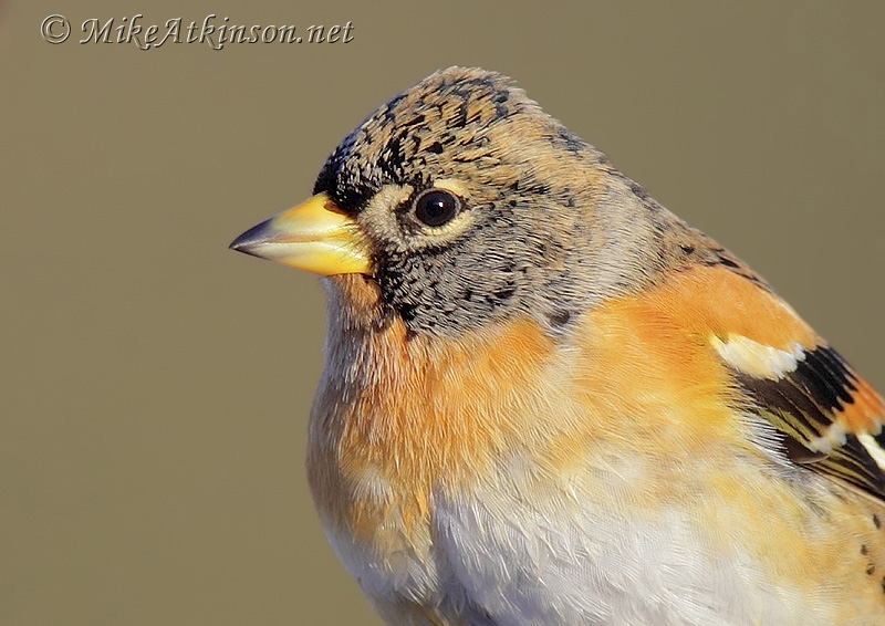 Brambling