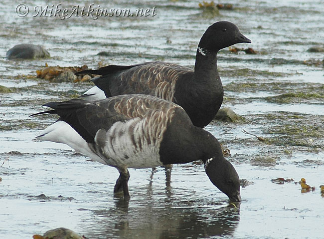 Brent Goose