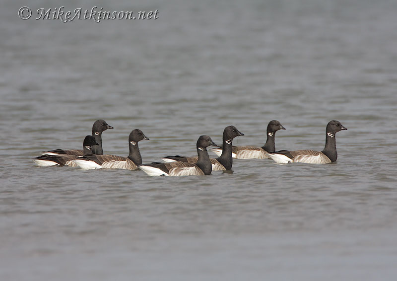 Brent Goose