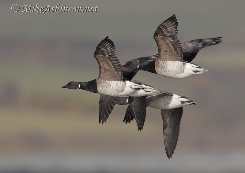 Brent Goose