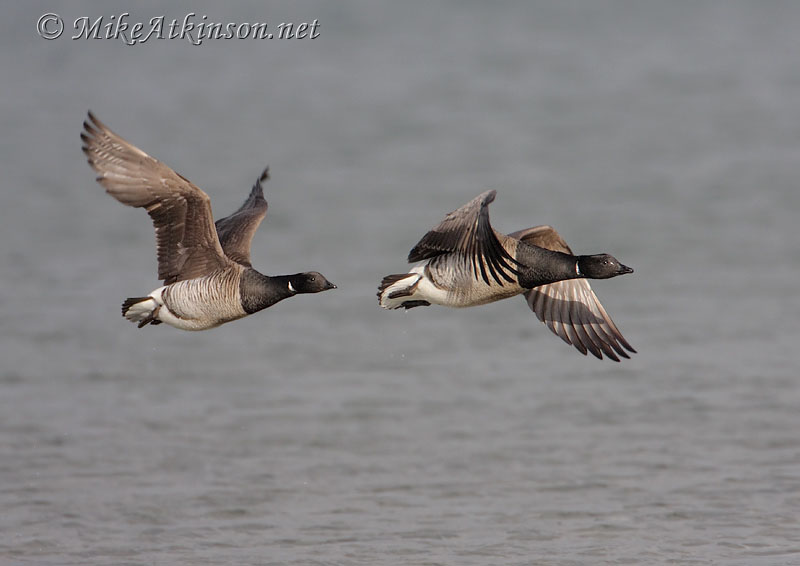Brent Goose