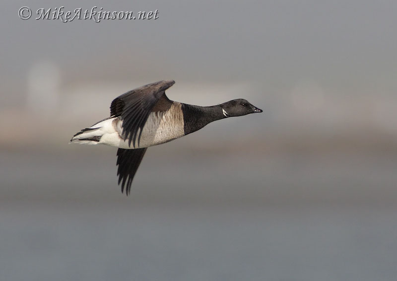 Brent Goose