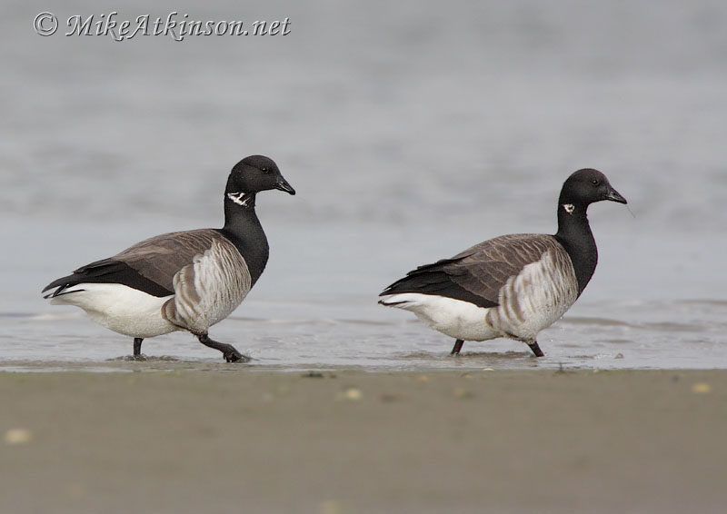 Brent Goose