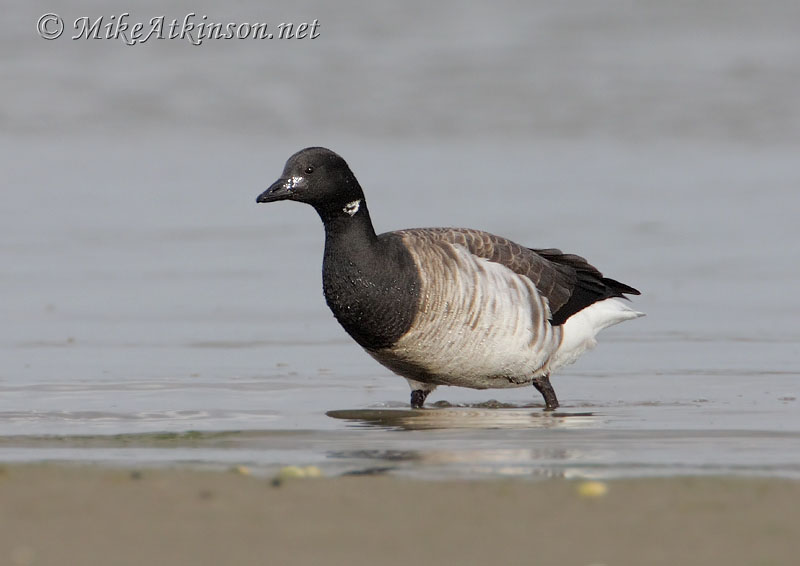 Brent Goose