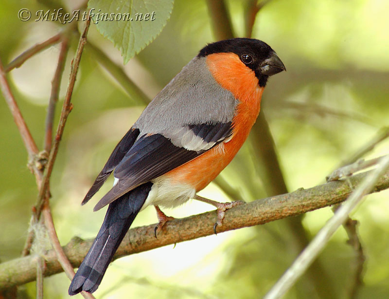 Bullfinch