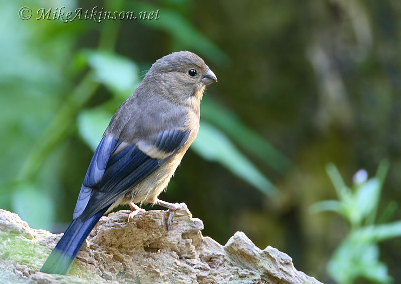 Bullfinch