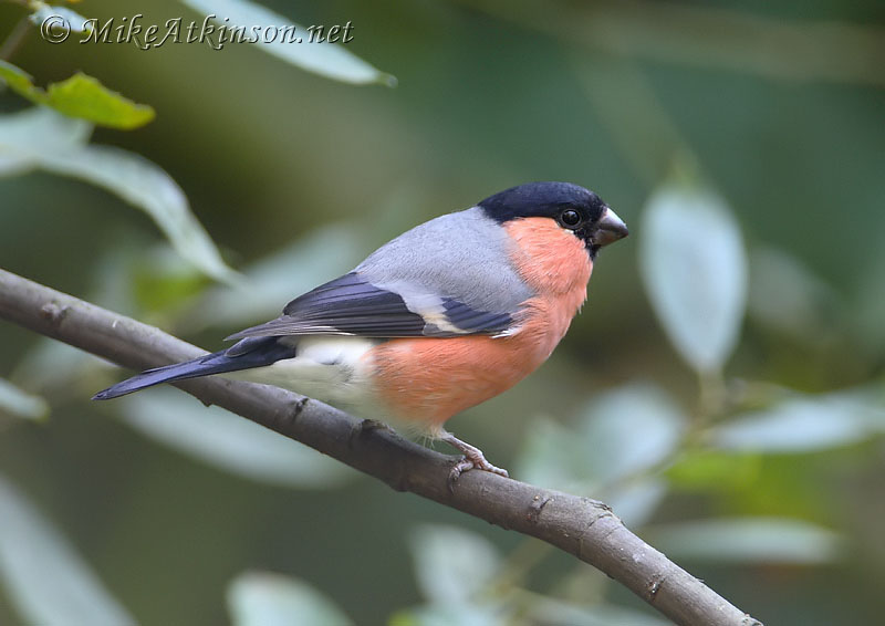 Bullfinch